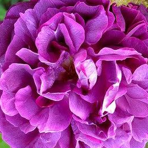 Онлайн магазин за рози - Лилав - Стари рози-Мъхеста роза - интензивен аромат - Pоза Уилям Лоб - Жан Лафай - Бързо израства,покрай фасади и огради.